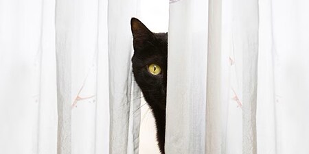 Chat noir assis entre des rideaux clairs
